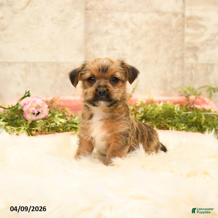 Shorkie dogs Sherlock - Ad 1