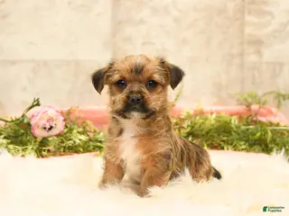 Shorkie dogs for sale: Sherlock - Ad 2