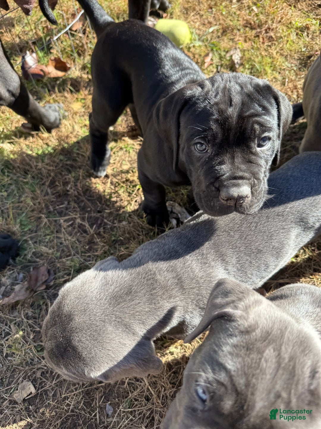 Cane Corso dogs for sale: Siren - Ad 4