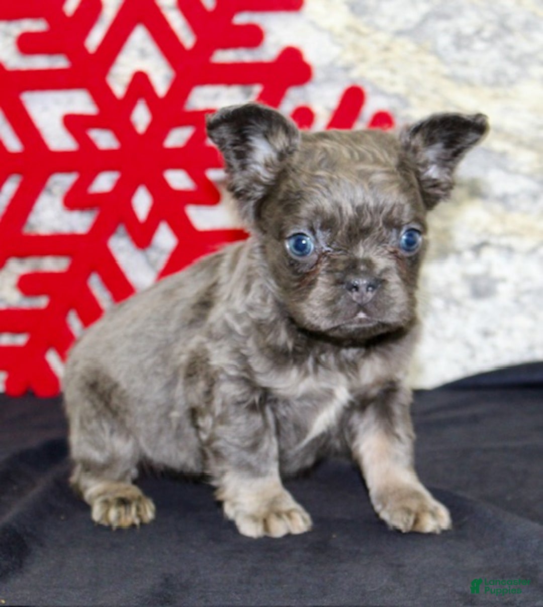 French Bulldog dogs for sale: Carla - Ad 4