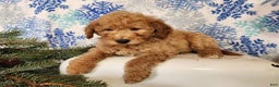 Mini Goldendoodle dogs for sale: Dover - Ad 3