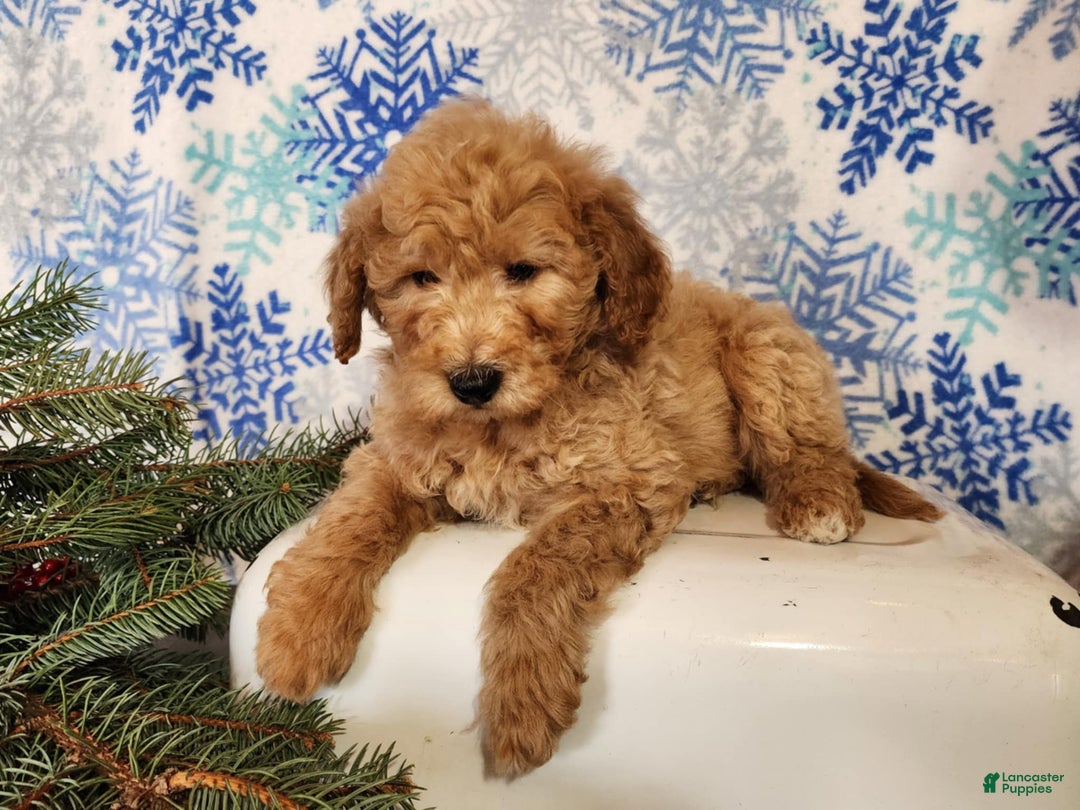Mini Goldendoodle dogs for sale: Dover - Ad 3