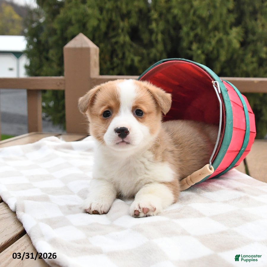 Welsh Corgi Pembroke dogs Scout - Ad 2