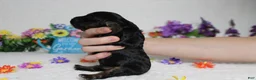 Cockapoo dogs for sale: Rocky  - Ad 8