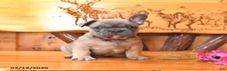 French Bulldog dogs for sale: Scout - Ad 2
