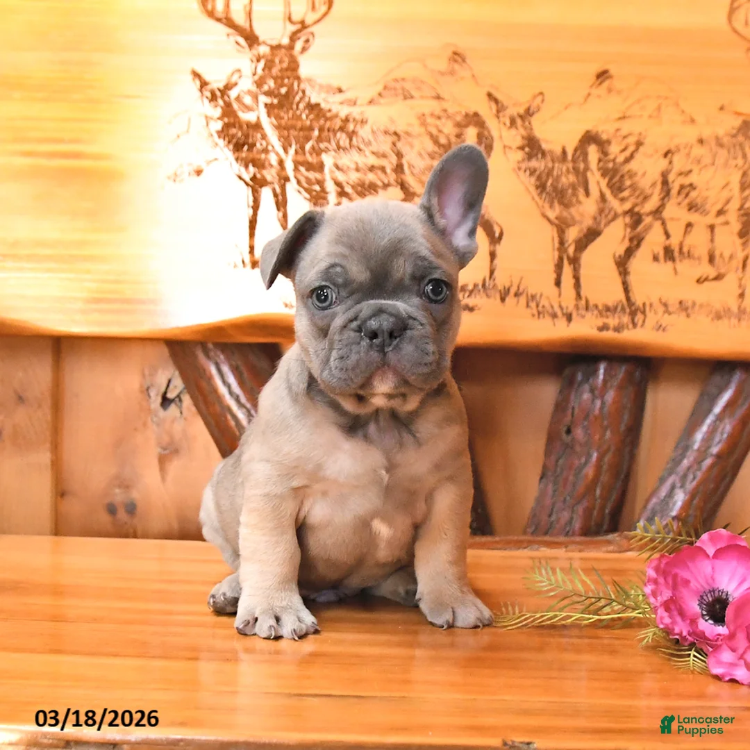 French Bulldog dogs for sale: Scout - Ad 2