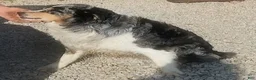 Australian Shepherd dogs for sale: Molly - Ad 6