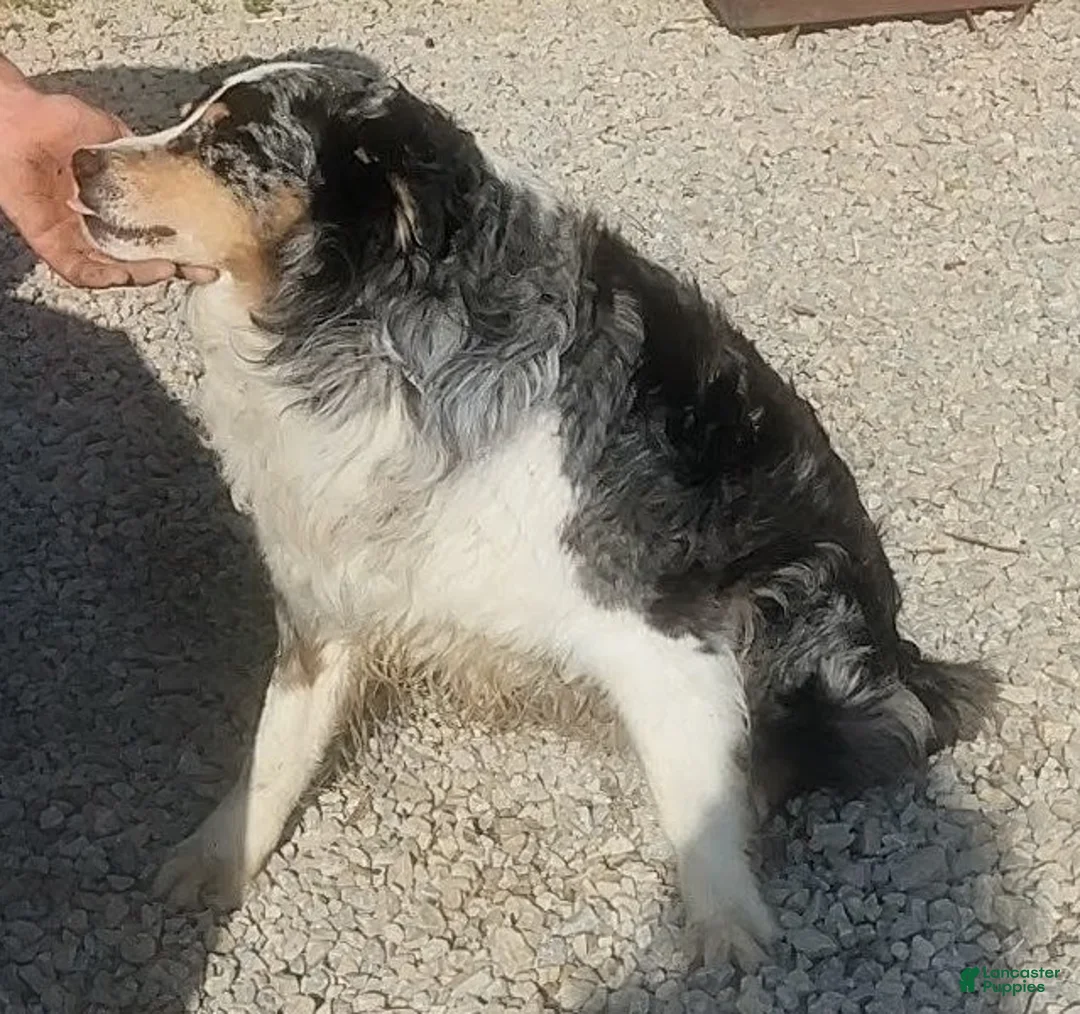 Australian Shepherd dogs for sale: Molly - Ad 6
