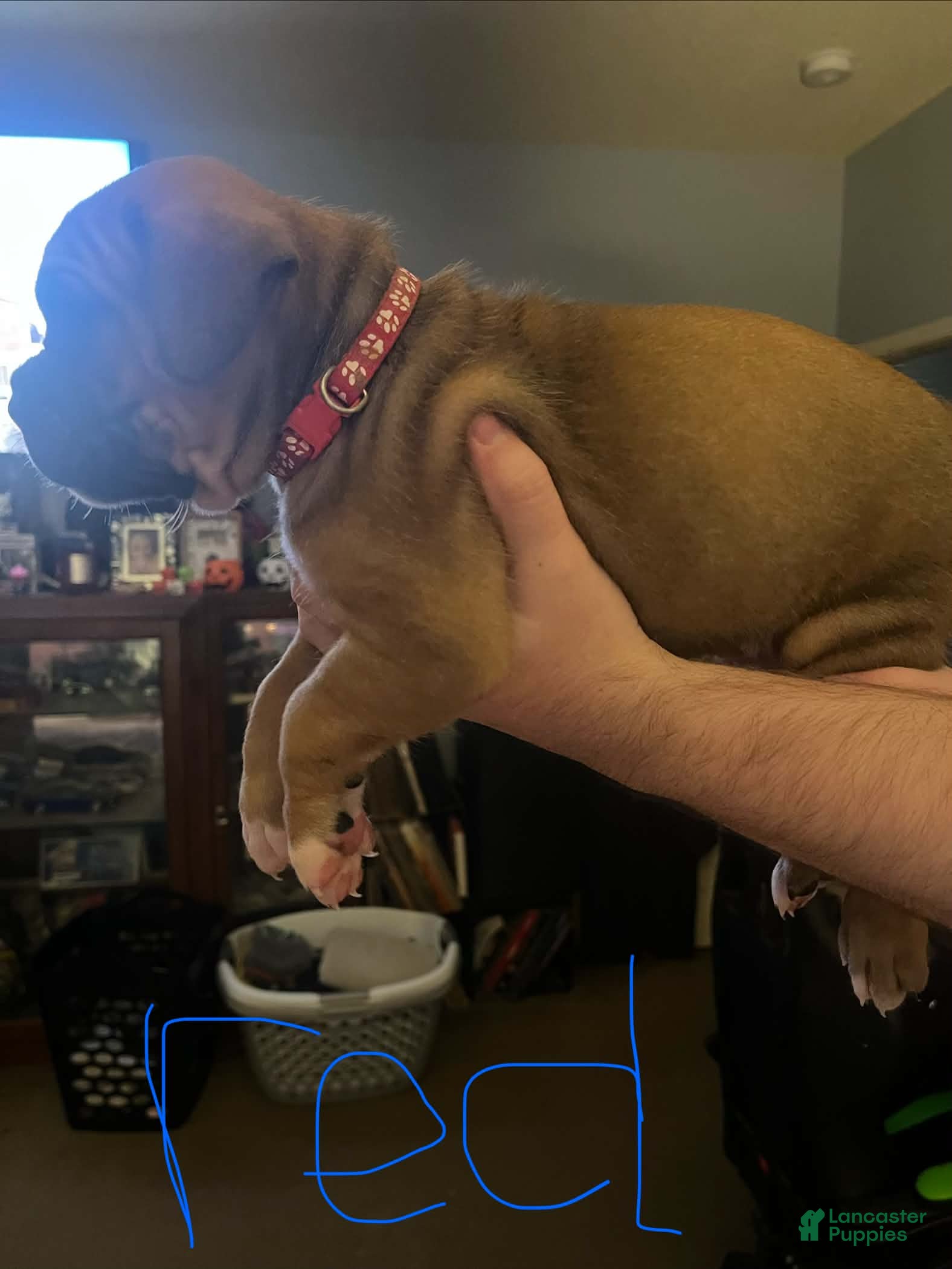 Boxer dogs Boxer 2 - Ad 19