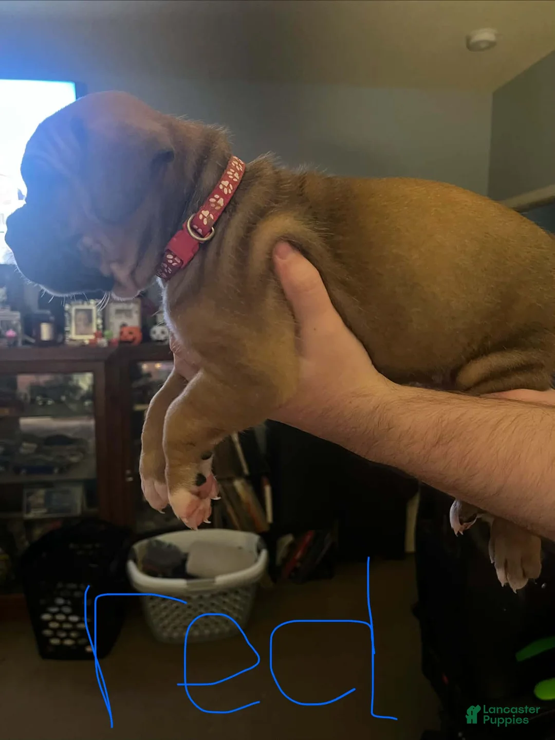 Boxer dogs for sale: Boxer 2 - Ad 1