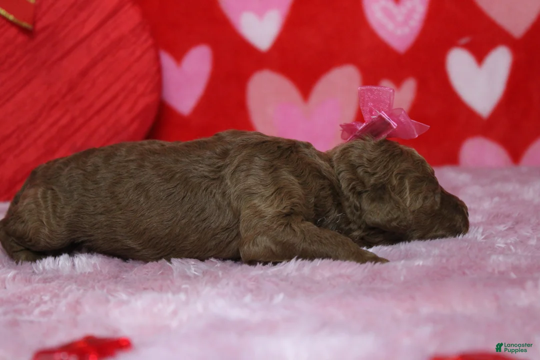 Goldendoodle dogs for sale: Pepper - Ad 5