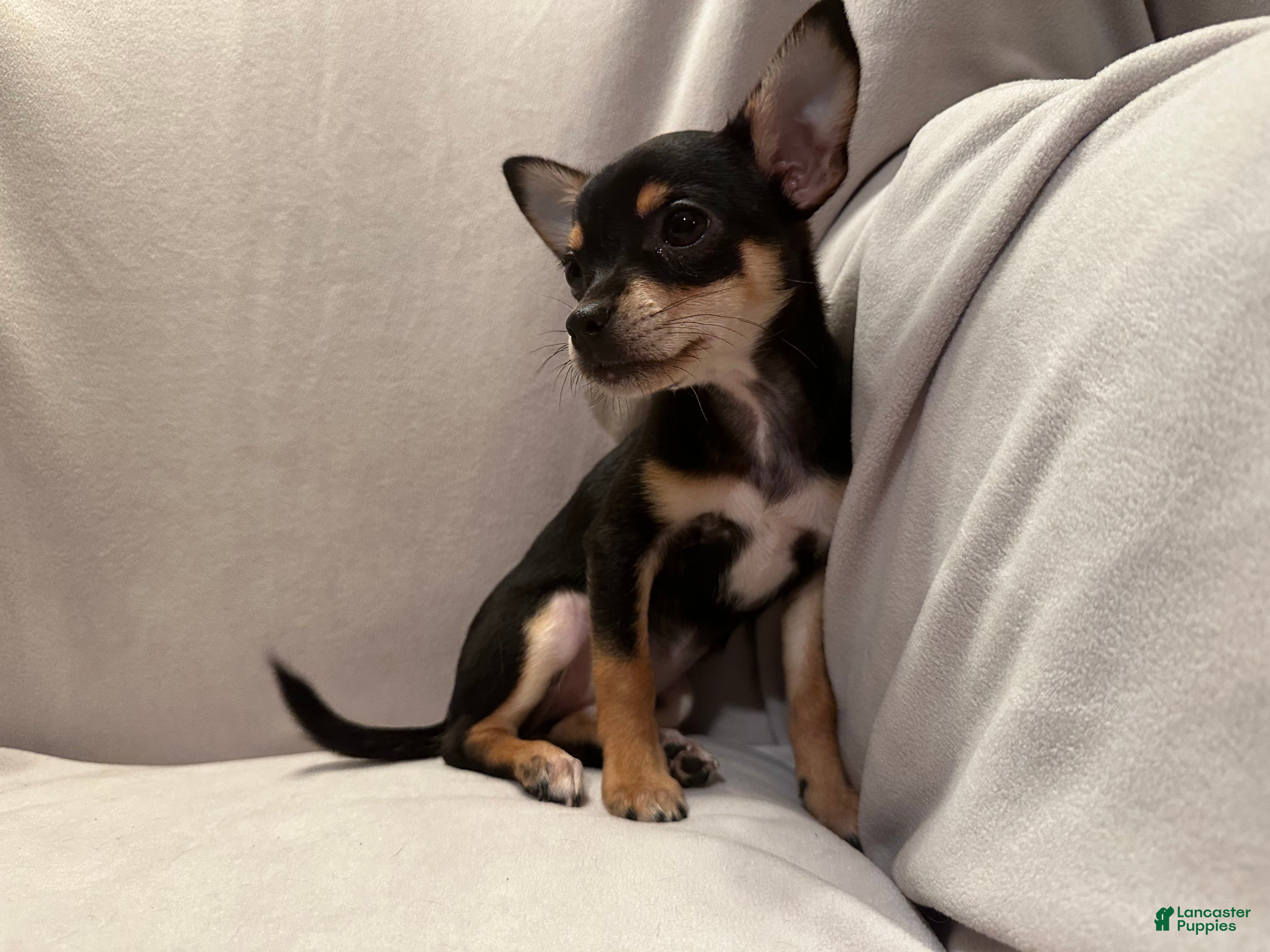 Chihuahua Puppies for sale Lancaster Puppies