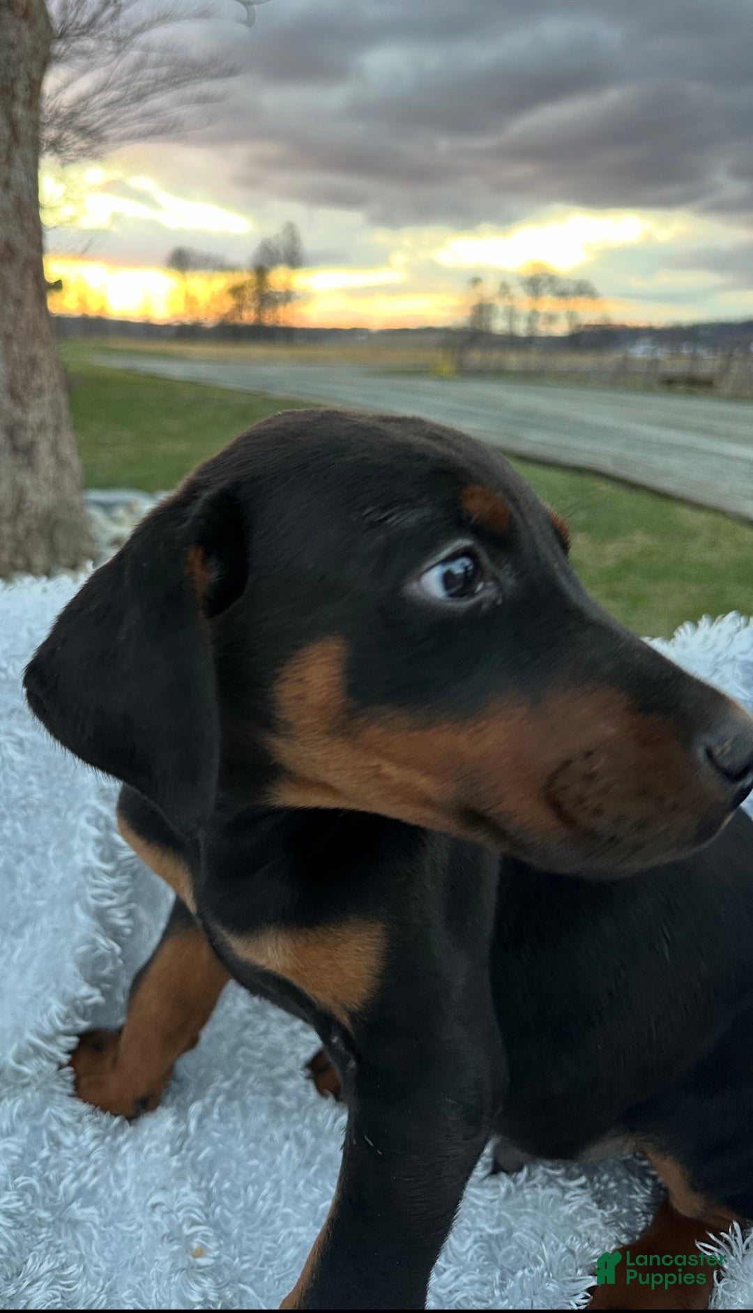 Doberman Pinscher dogs for sale: Doberman Pinscher Black & Tan Valentine - Ad 5