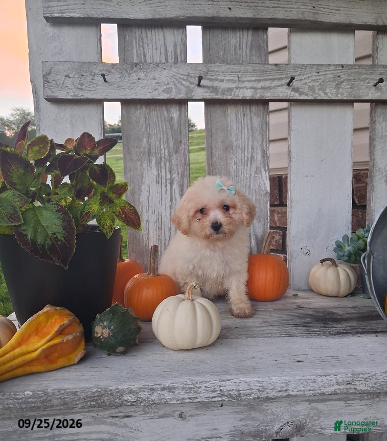 Bichpoo dogs Rosie - Ad 1