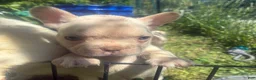 French Bulldog dogs for sale: French Bulldog Puppy 6 (standard fur potential pink/albino) - Ad 11