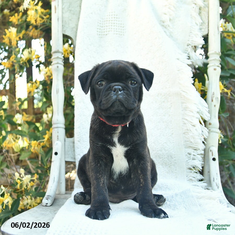Mixed Breed dogs for sale: Scout - Ad 1