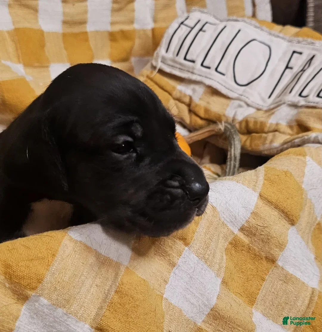 Great Dane dogs for sale: Espresso - Ad 3