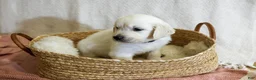 Golden Retriever dogs for sale: Basil - Ad 4