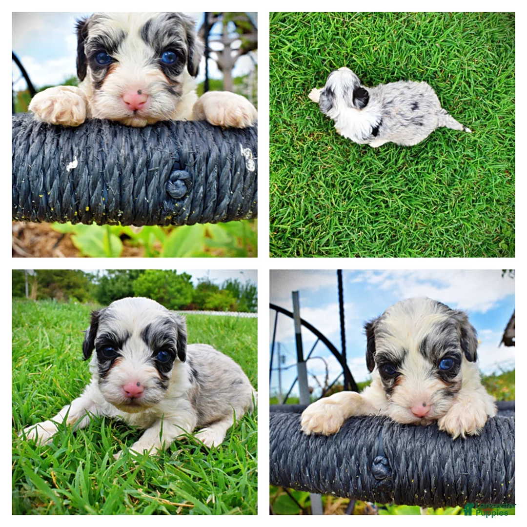 Havapoo dogs for sale: Skye - Ad 1