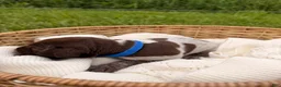 German Shorthaired Pointer dogs for sale: Baylor - Ad 3
