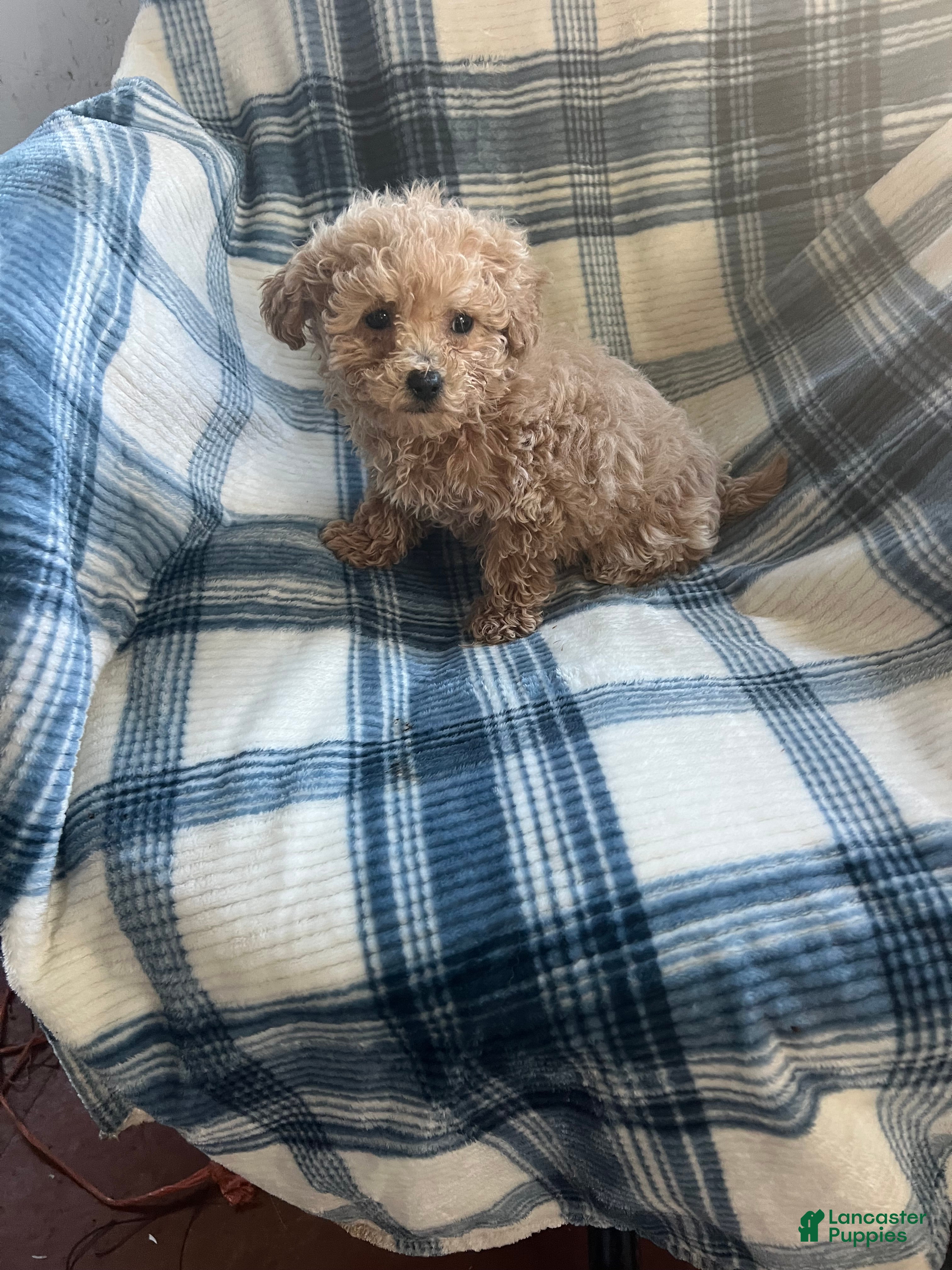 Shihpoo dogs Shihpoo Puppy 1 - Ad 42