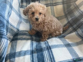 Shihpoo dogs Shihpoo Puppy 1 - Ad 42