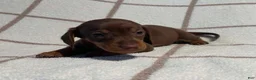 Miniature Dachshund dogs for sale: AKC Wayne delivery available  - Ad 3