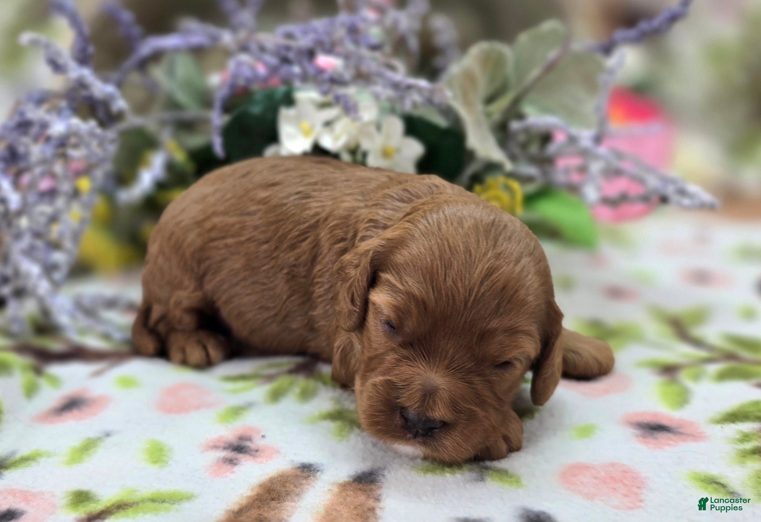 Cockapoo dogs Tulip - Ad 22