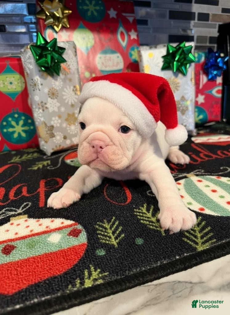 English Bulldog dogs Blue Spotted Girl - Ad 2