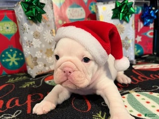 English Bulldog dogs Blue Spotted Girl - Ad 27