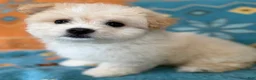 Maltipoo dogs for sale: Maltipoo Puppy 1 - Ad 8
