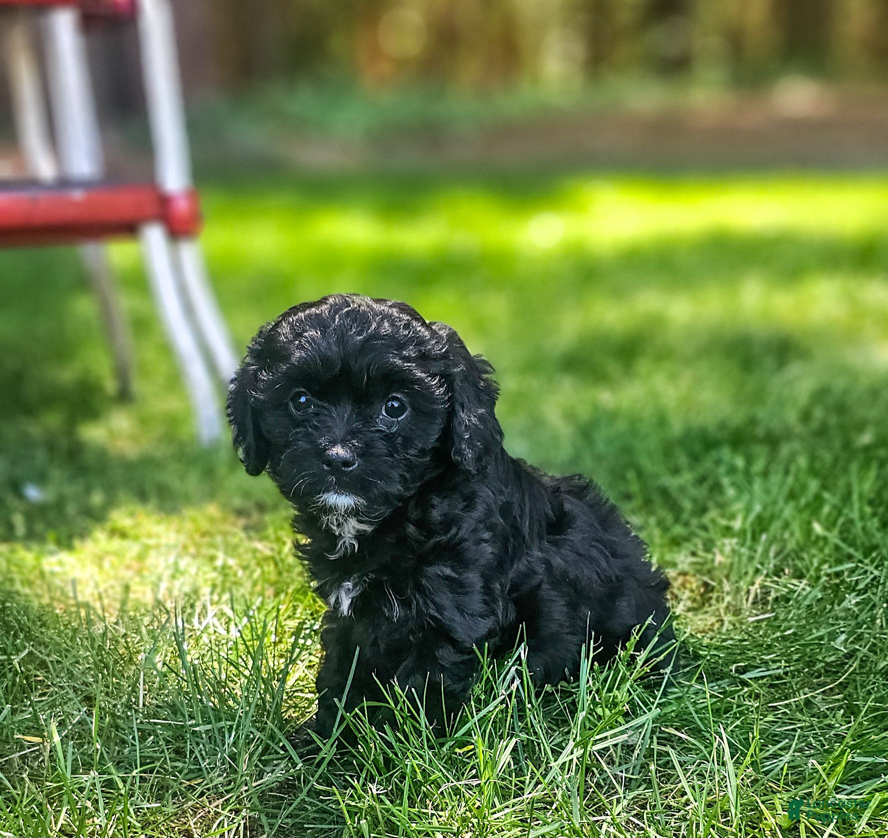 Cavapoo dogs Midnight  - Ad 2