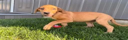 Great Dane dogs for sale: Melody  - Ad 6