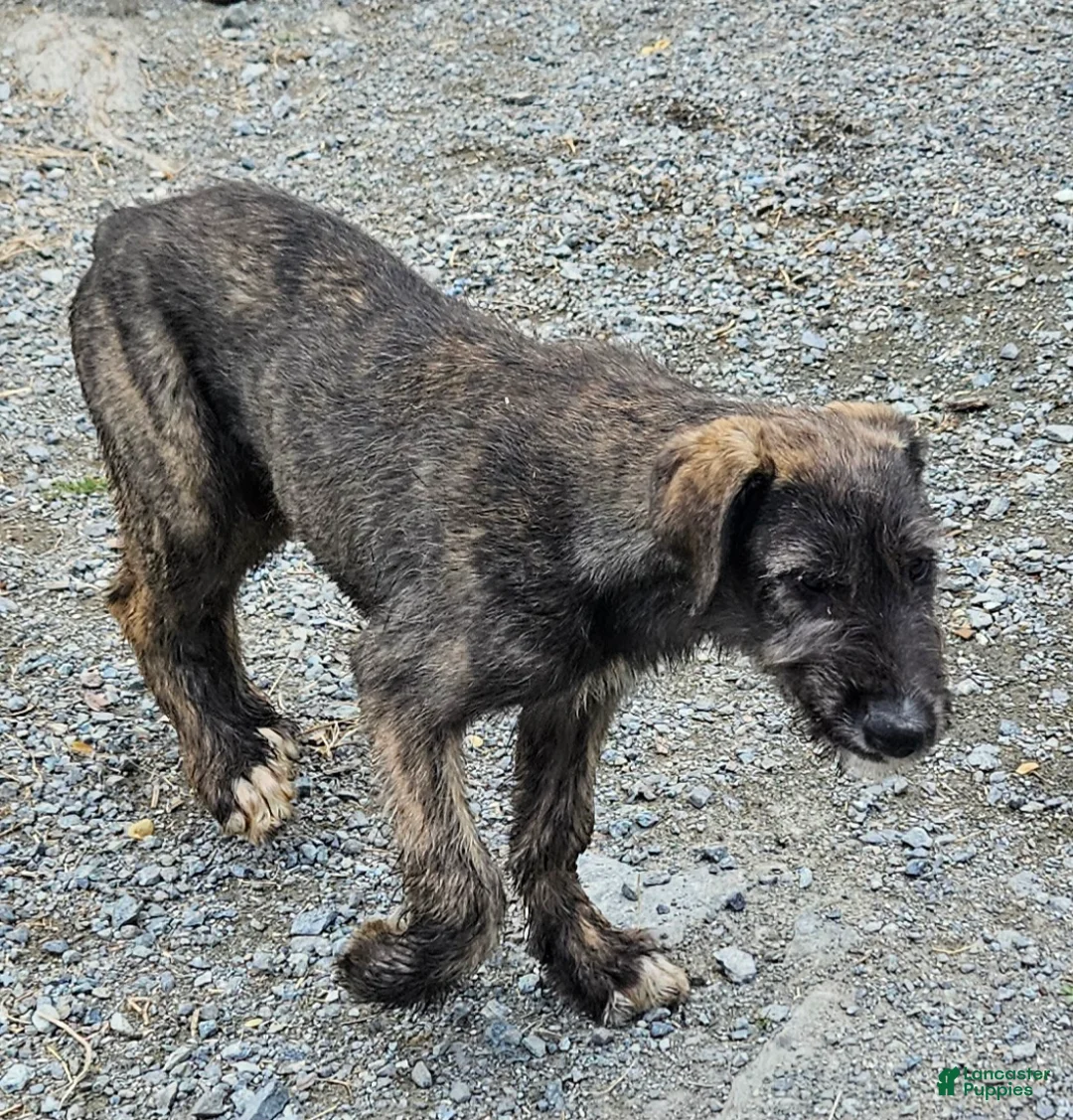 Irish Wolfhound dogs for sale: Irish Wolfhound Puppy 1 - Ad 2