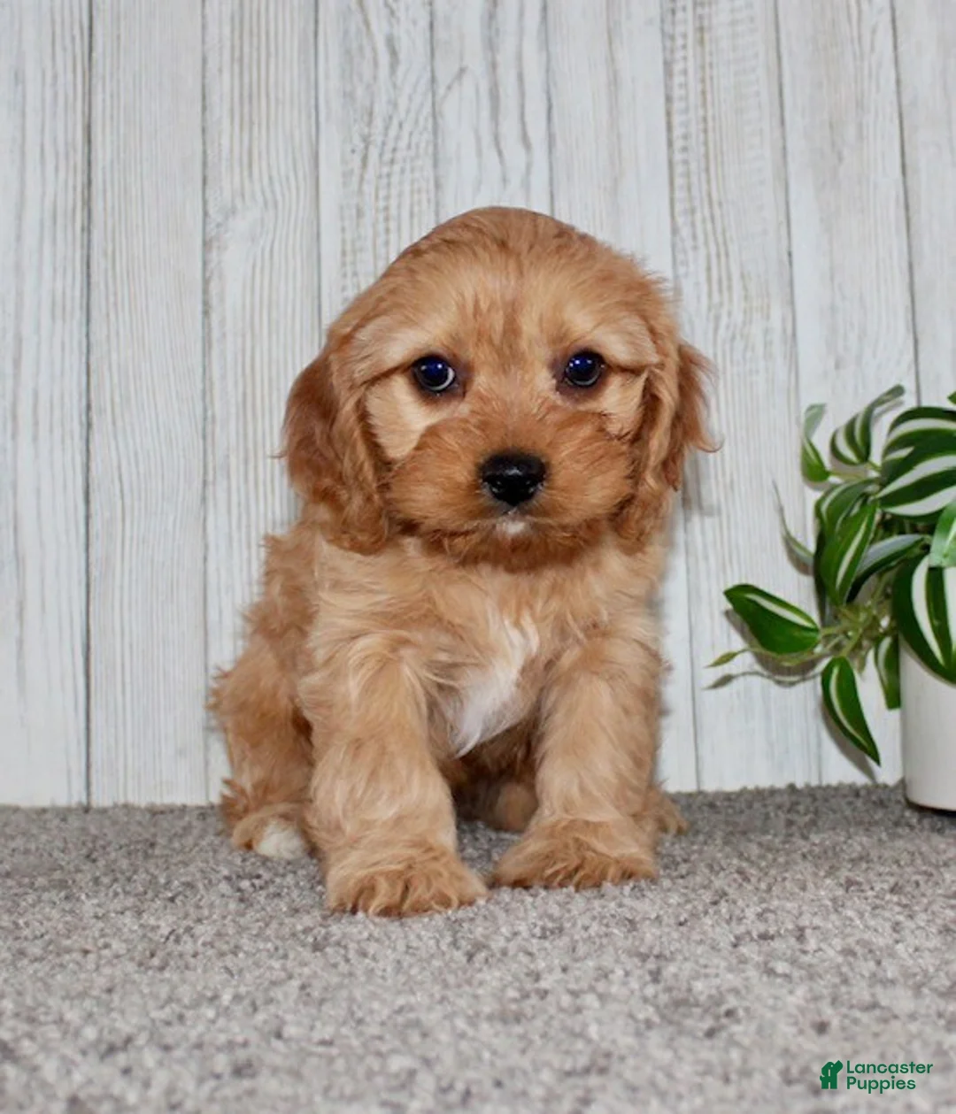 Cavapoo dogs for sale: Ginger - Ad 3