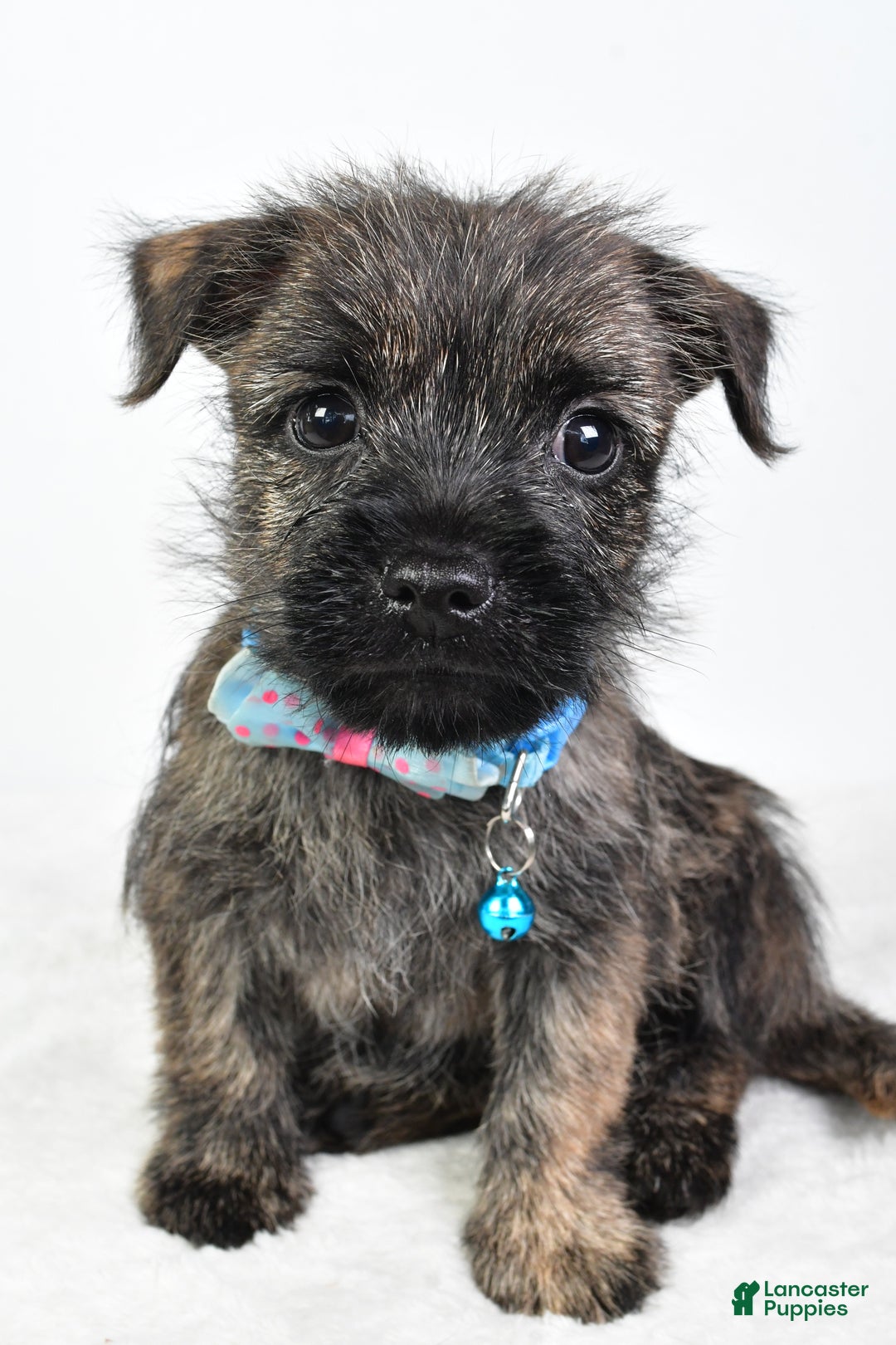 Dog Breed Cairn Terrier Miniature Schnauzer Mix Miniature