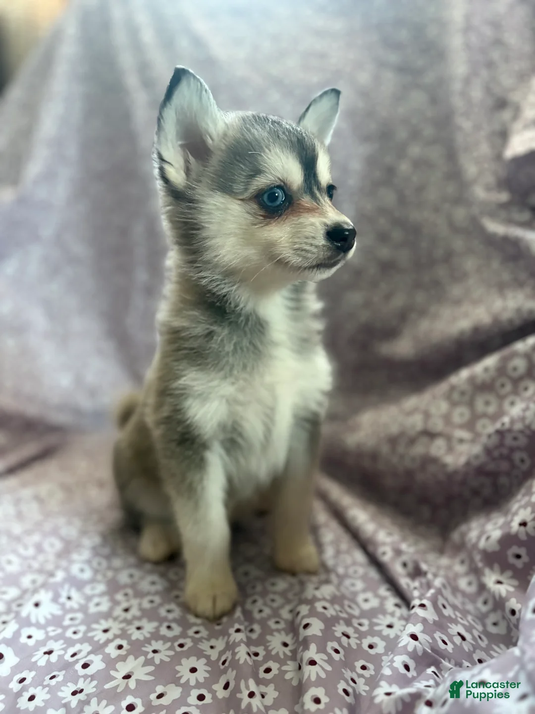 Pomsky dogs for sale: Kiara Puppy 6 - Ad 2