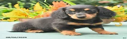 Dachshund dogs for sale: Tamara - Ad 4