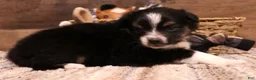 Toy Australian Shepherd dogs for sale: Cora black-tri Toy Aussie f - Ad 4