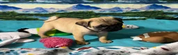 Pug dogs for sale: Birdie - Ad 5