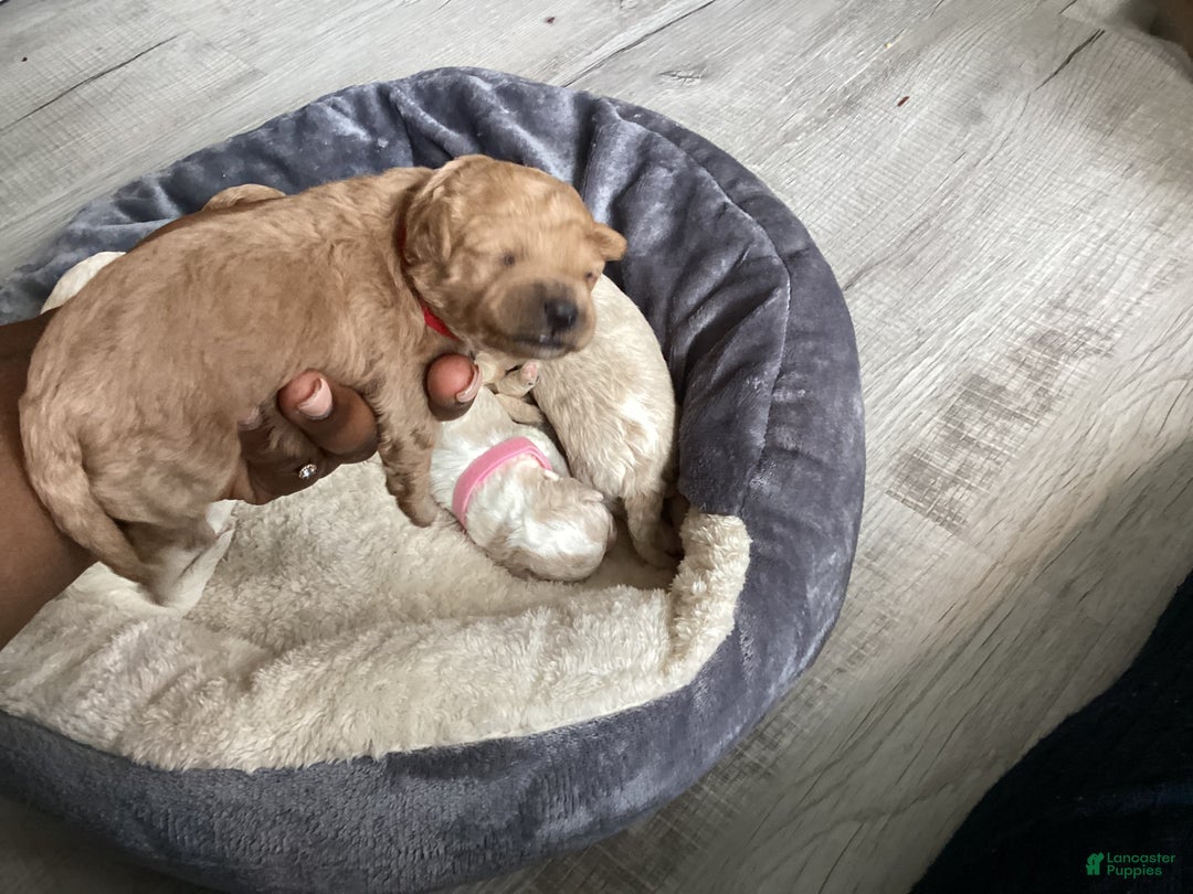 Mixed Breed dogs for sale: Willow - Ad 4