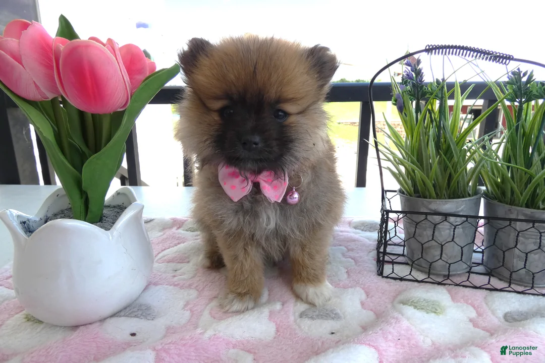 Pomeranian dogs for sale: Pomeranian 2 Sheila - Ad 2