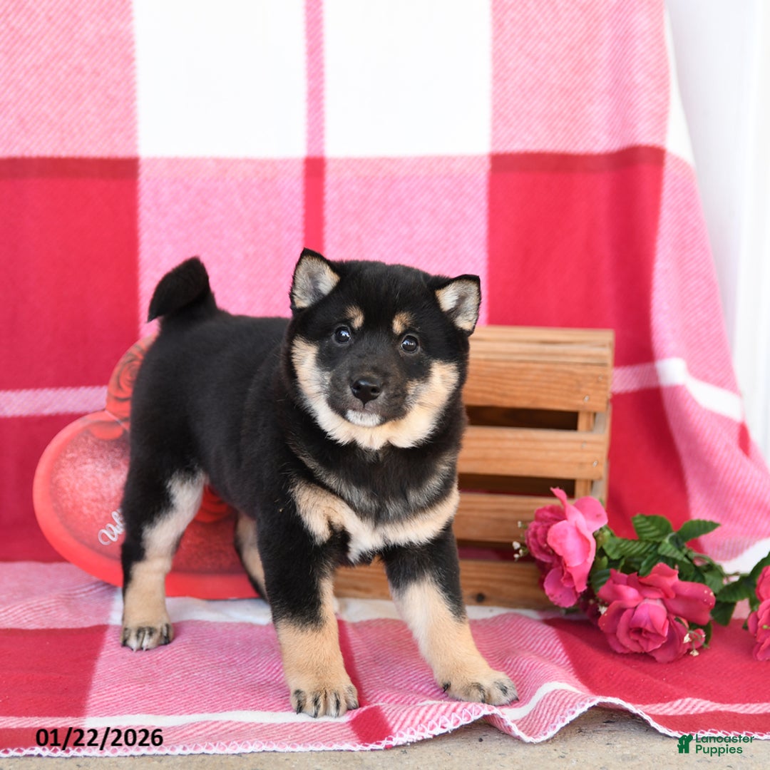 Shiba Inu dogs for sale: Benny - Ad 2