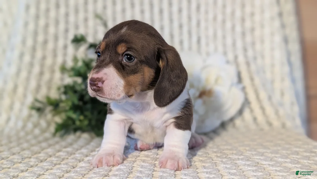 Miniature Dachshund dogs for sale: Ziggy - Ad 5