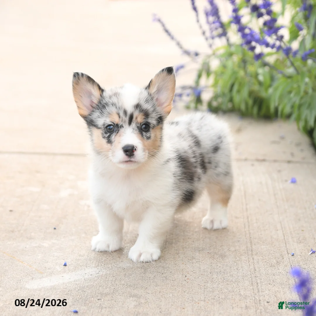 Welsh Corgi Pembroke dogs for sale: LibertyBelle - Ad 1