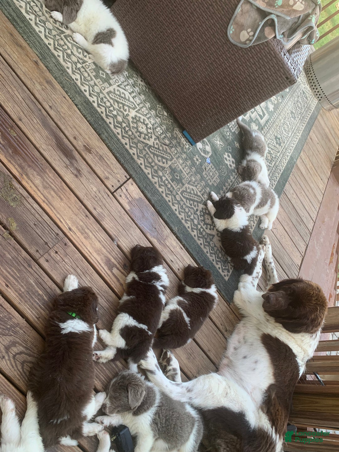 Newfoundland dogs for sale: Cindy - Ad 2