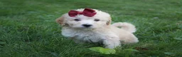 Mini Goldendoodle dogs for sale: Darla 🎀 - Ad 3
