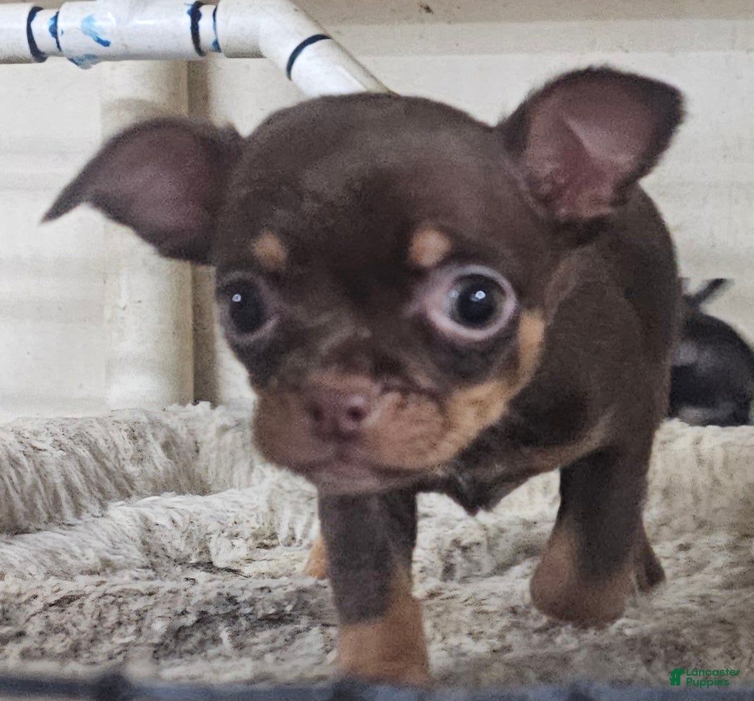 Chihuahua dogs for sale: Trixie - Ad 7