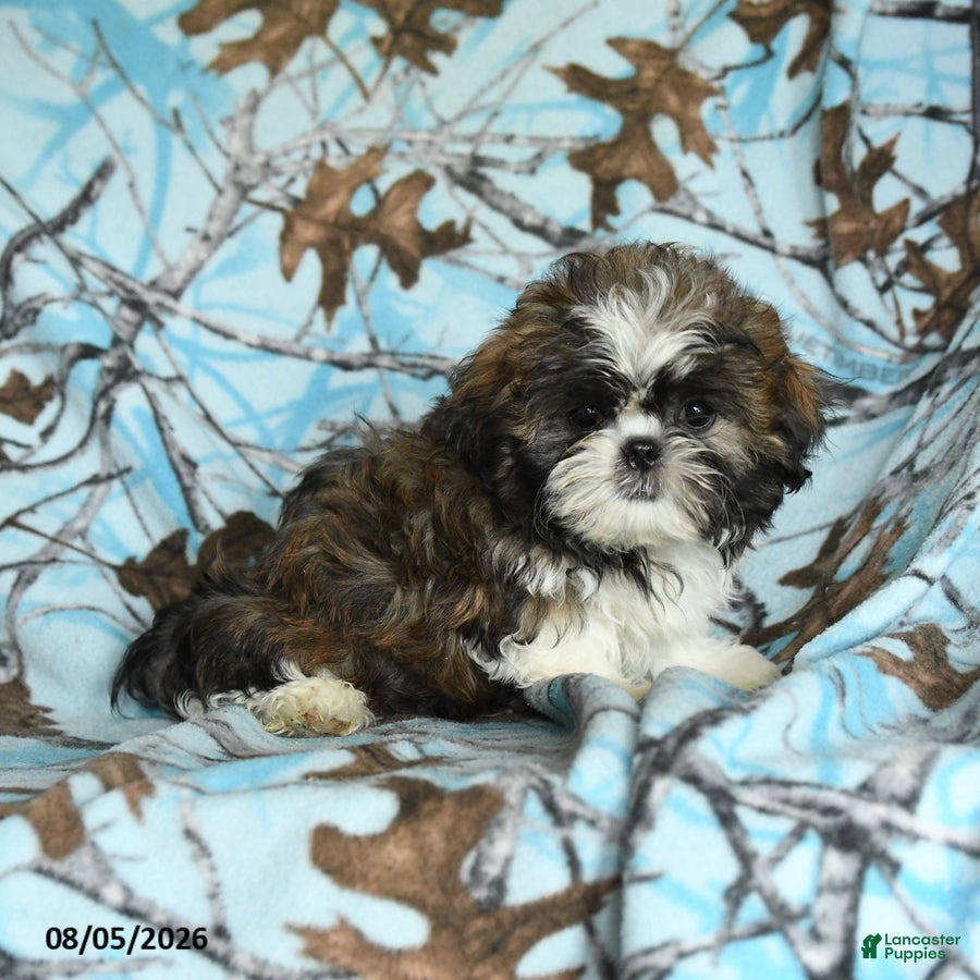 Shih Tzu dogs Cookie - Ad 1