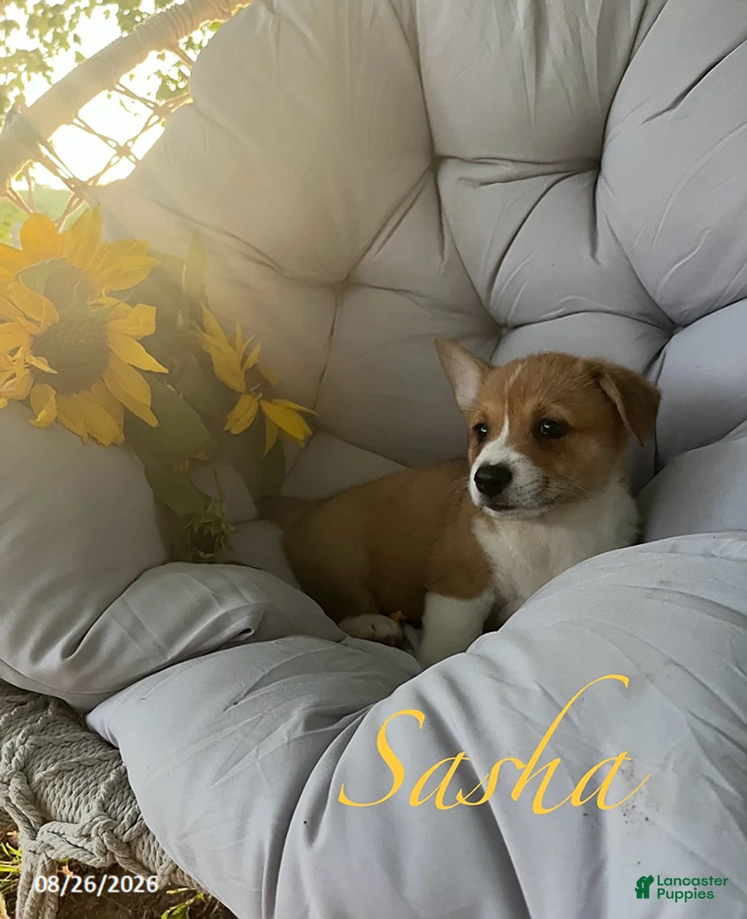 Welsh Corgi Pembroke dogs for sale: Sasha - Ad 2